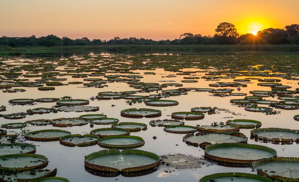 PANTANAL-1